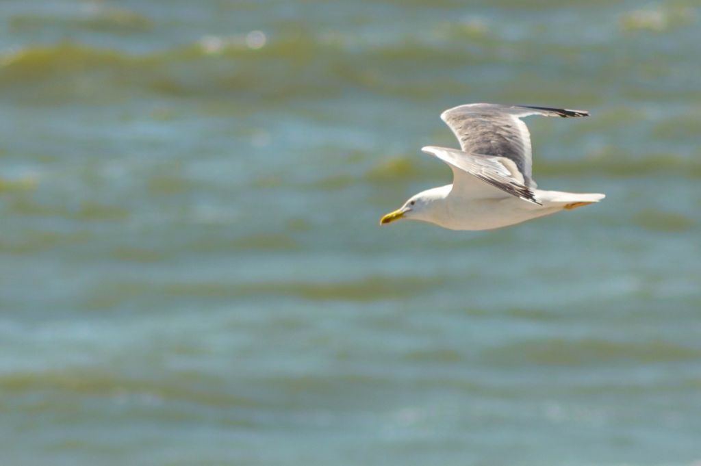 Larus cachinnans Pallas, 1811