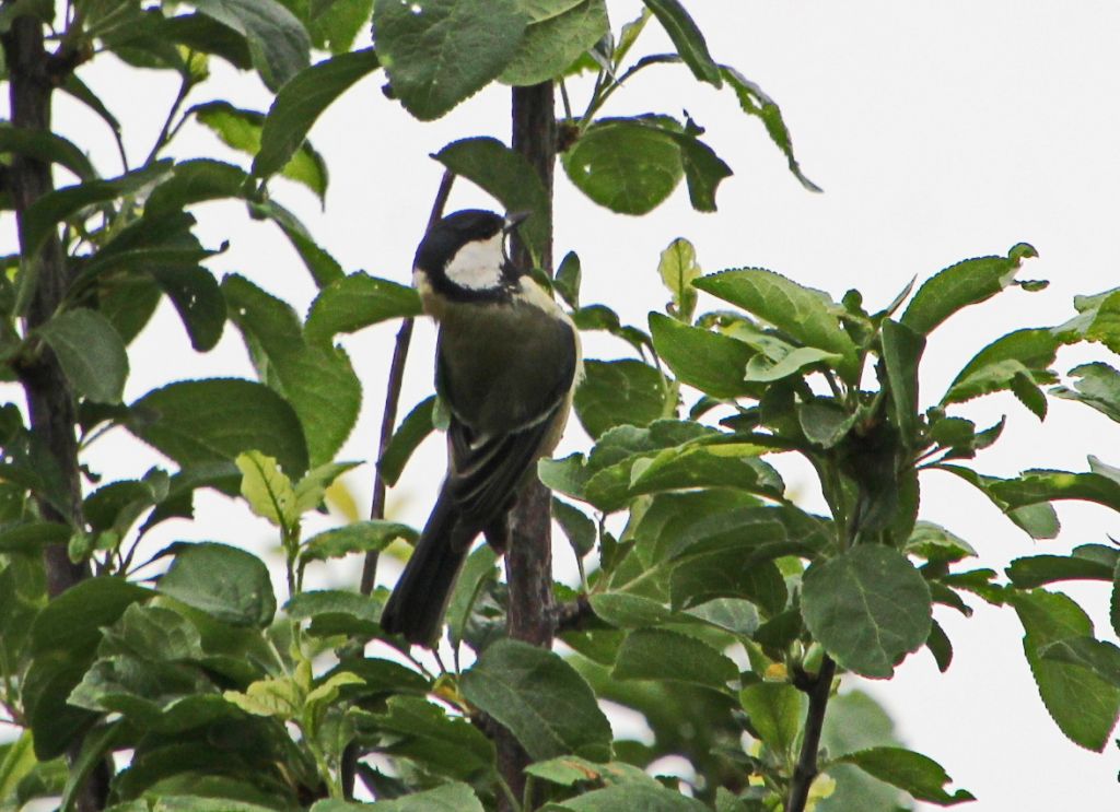 Parus major Linnaeus, 1758
