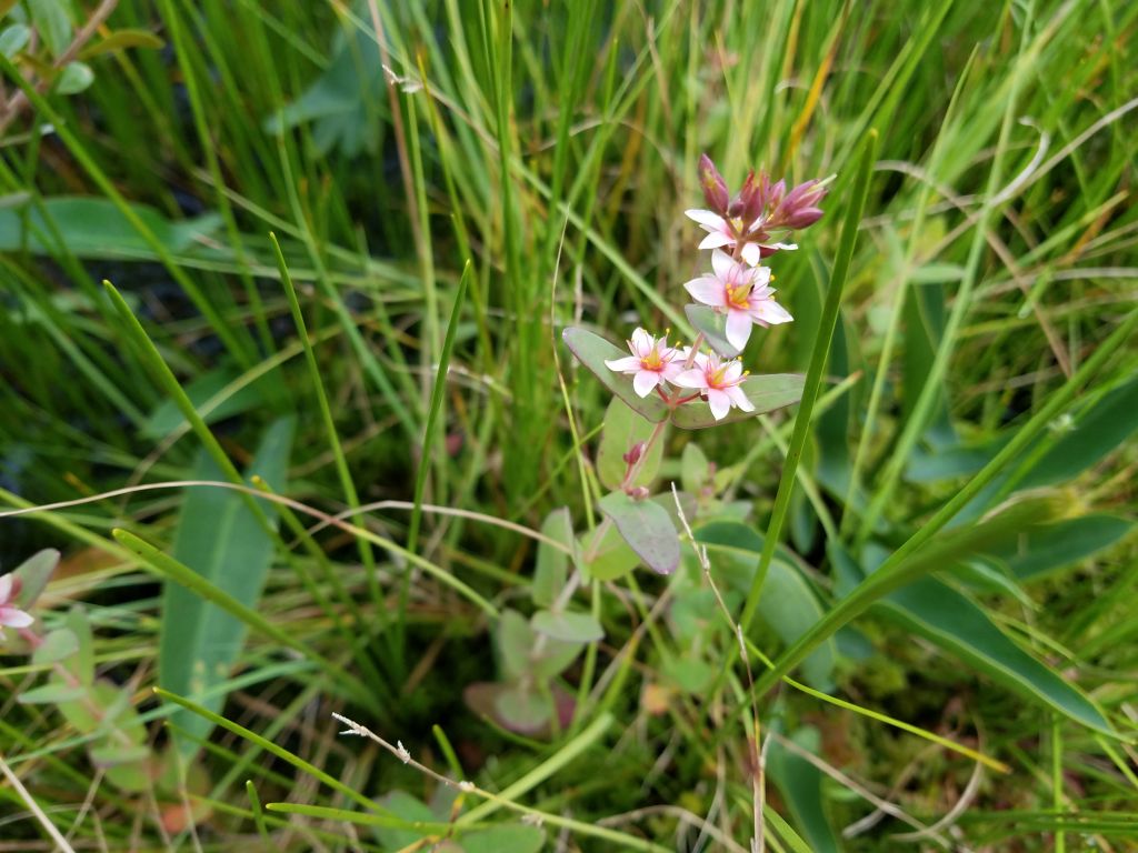 Triadenum virginicum (L.) Raf.