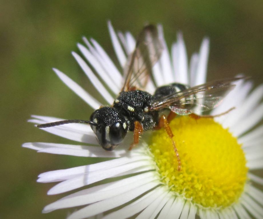 Cerceris albofasciata (Rossi, 1790)