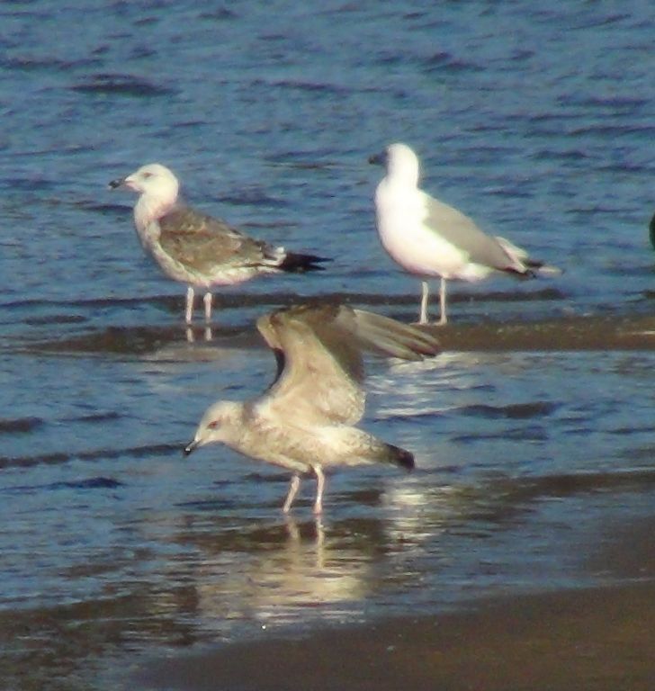 Larus cachinnans Pallas, 1811