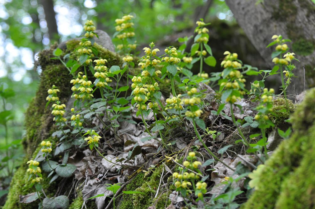 Lamium galeobdolon (L.) L.