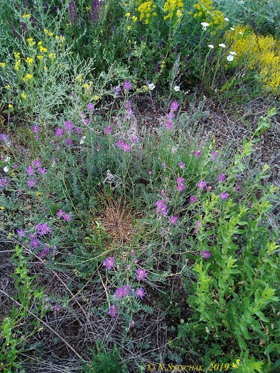 Astragalus onobrychis L.