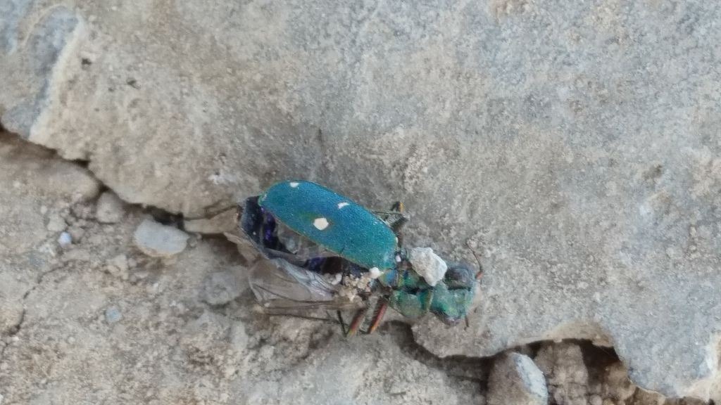 Cicindela (Cicindela) campestris Linnaeus, 1758