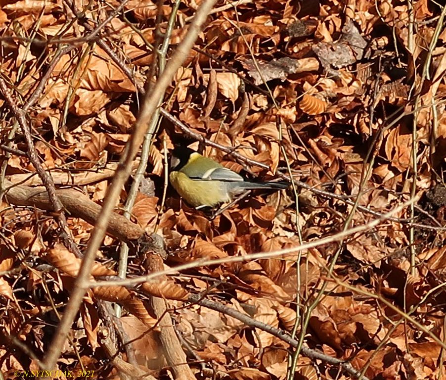 Parus major Linnaeus, 1758