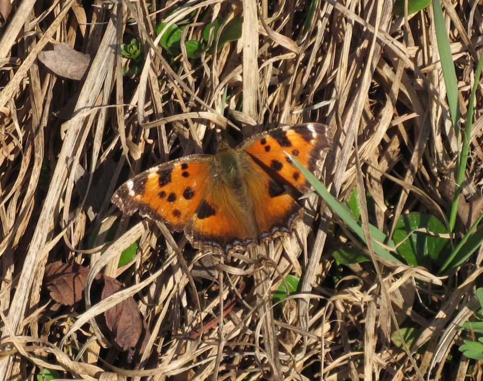 Nymphalis xanthomelas (Esper, 1781)