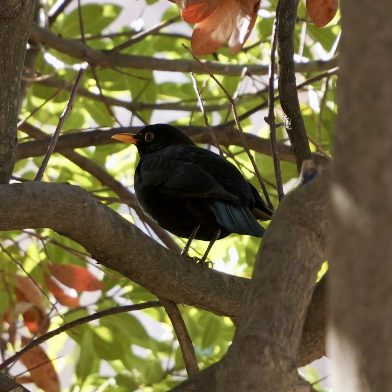Turdus merula Linnaeus, 1758