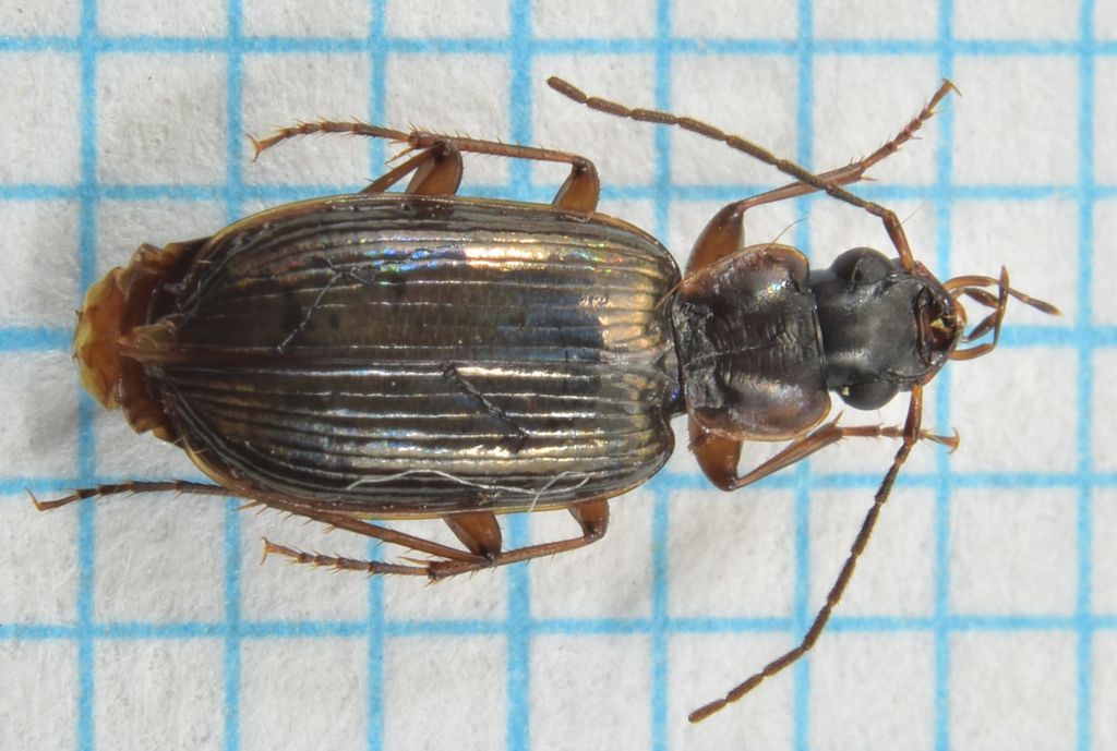 Badister (Baudia) peltatus (Panzer, 1797)