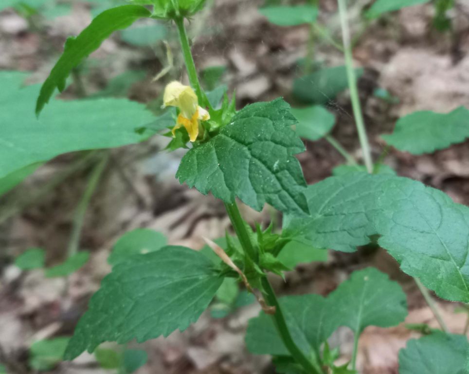 Lamium galeobdolon (L.) L.