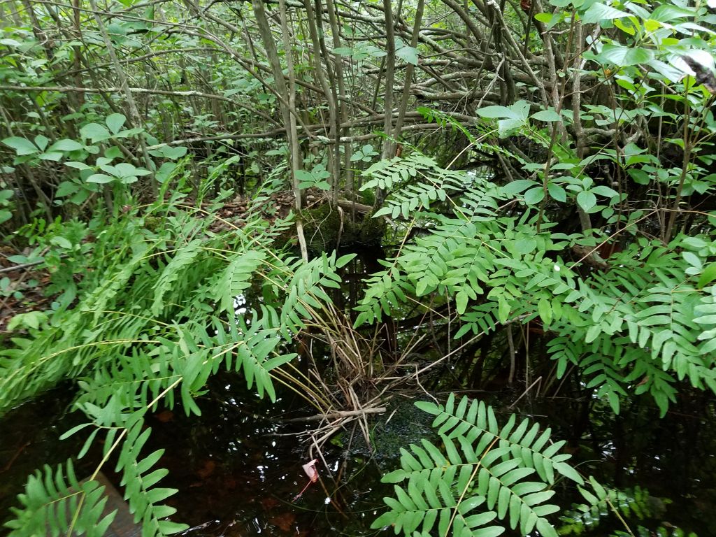 Osmunda regalis