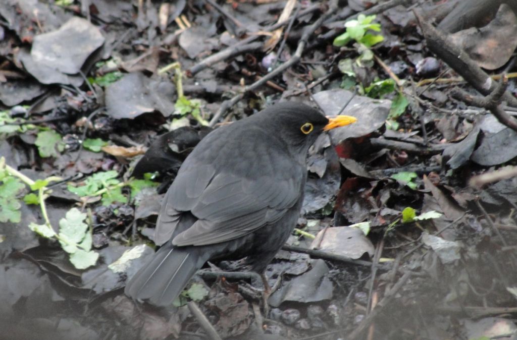 Turdus merula Linnaeus, 1758