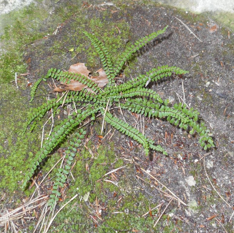 Asplenium trichomanes L.