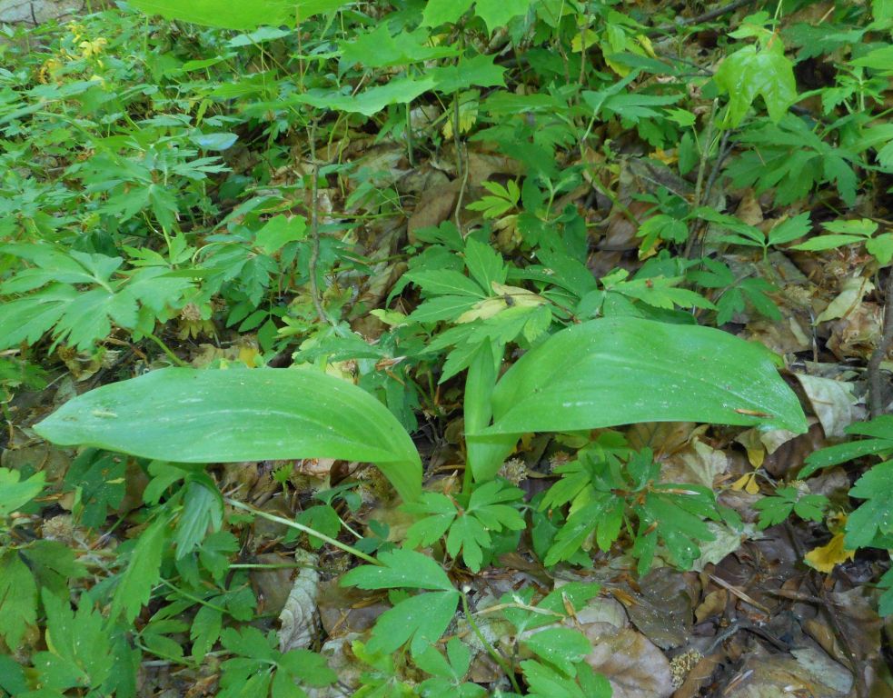 Platanthera chlorantha (Custer) Rchb.