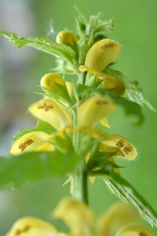 Lamium galeobdolon (L.) L.