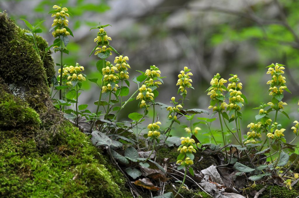 Lamium galeobdolon (L.) L.