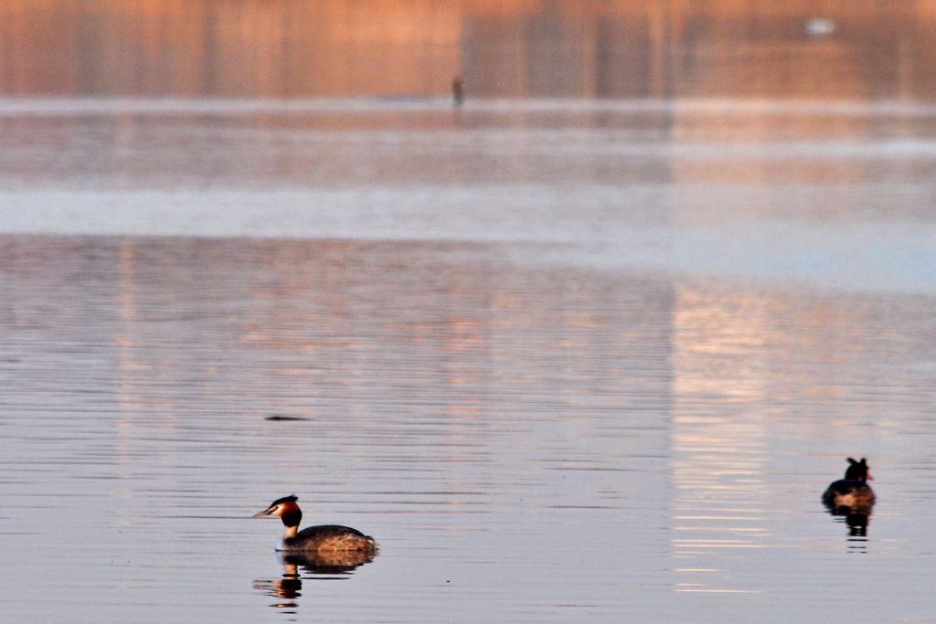 Podiceps cristatus (Linnaeus, 1758)