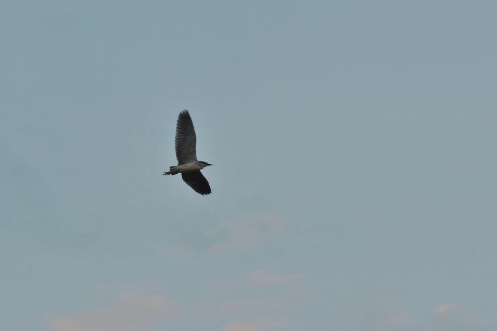 Nycticorax nycticorax (Linnaeus, 1758)