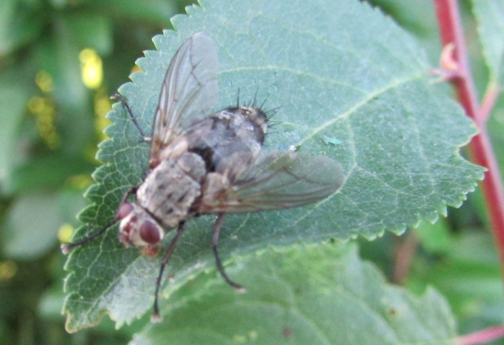 Diptera