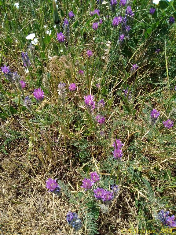 Astragalus onobrychis L.