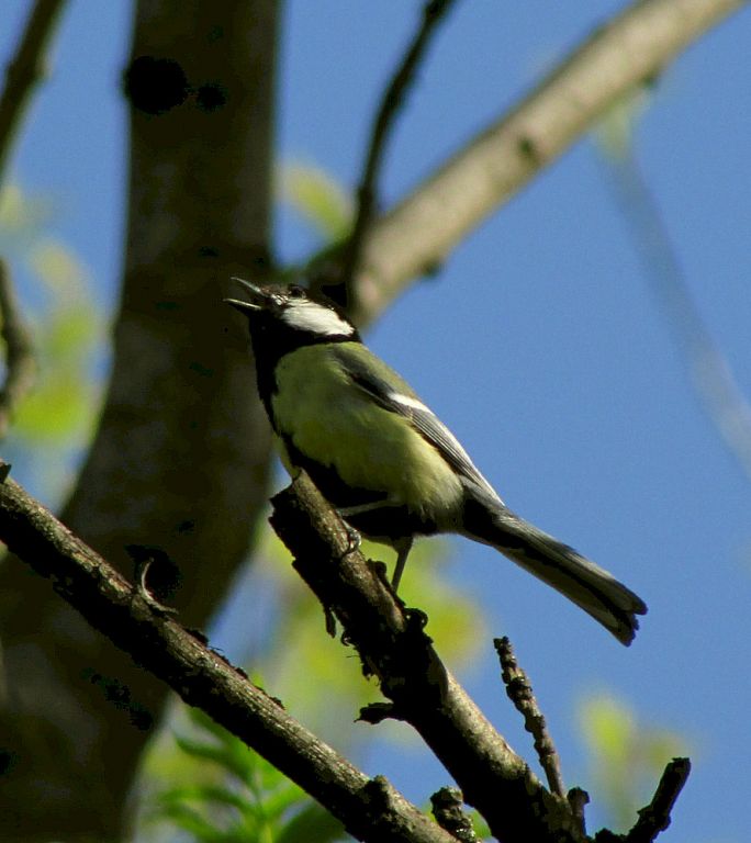 Parus major Linnaeus, 1758