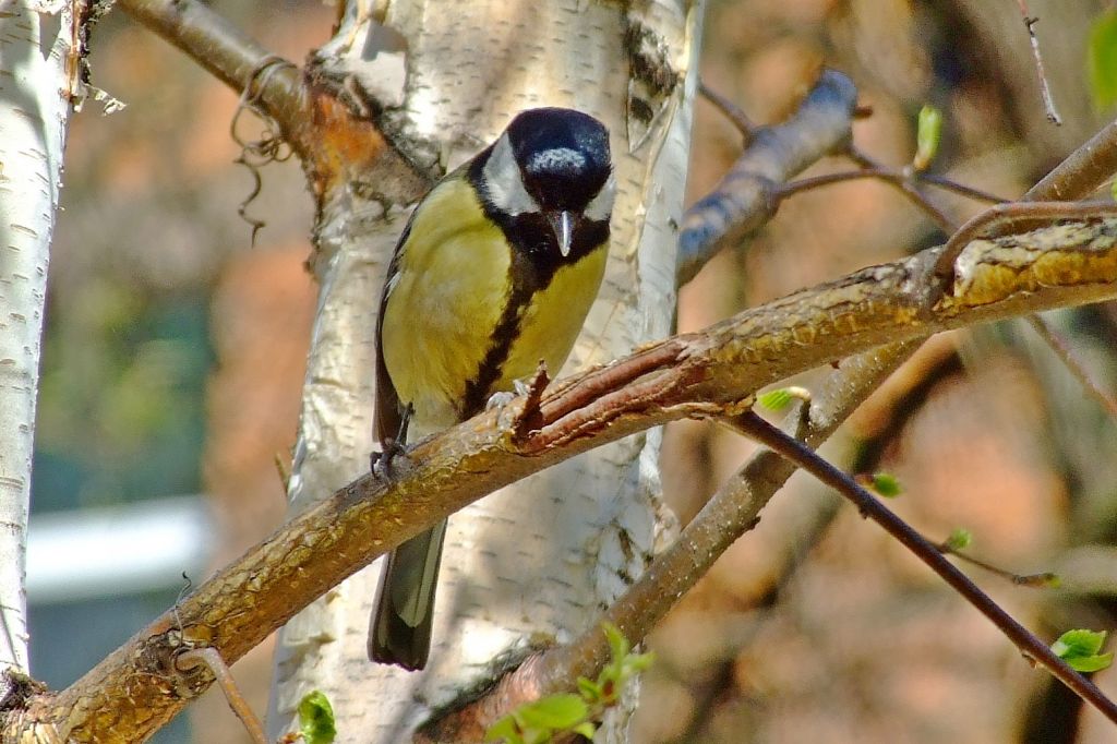 Parus major Linnaeus, 1758