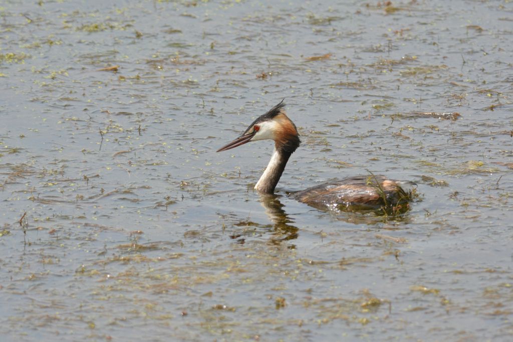 Podiceps cristatus (Linnaeus, 1758)