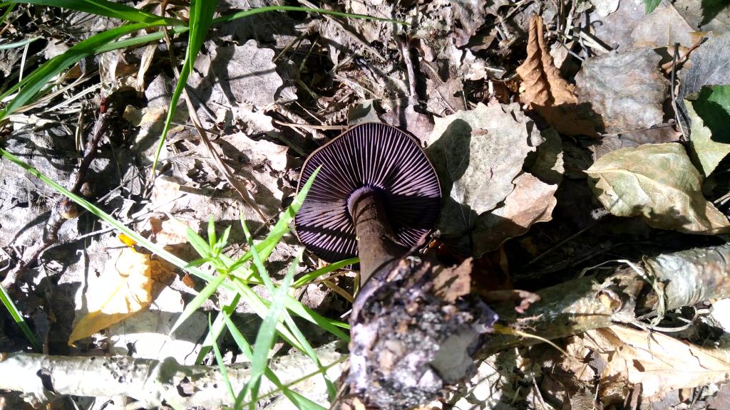 Cortinarius violaceus (L.) Gray
