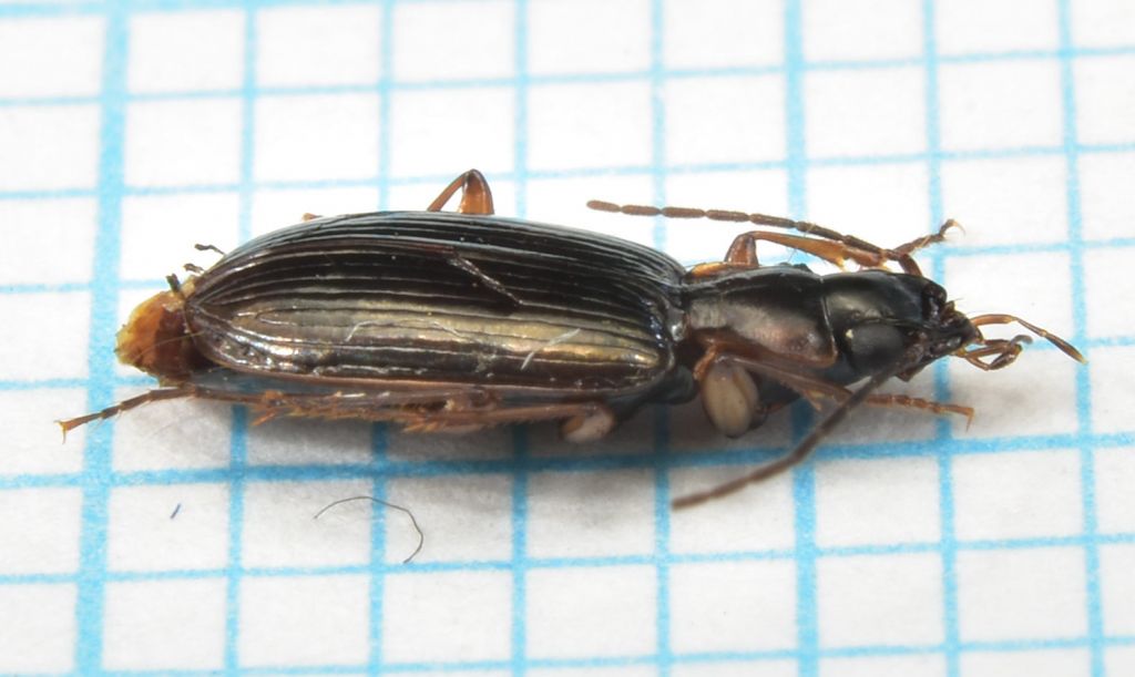 Badister (Baudia) peltatus (Panzer, 1797)