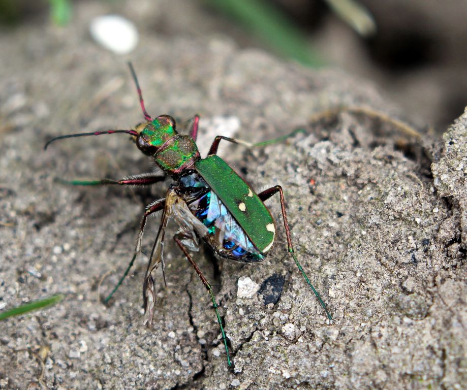 Cicindela (Cicindela) campestris Linnaeus, 1758