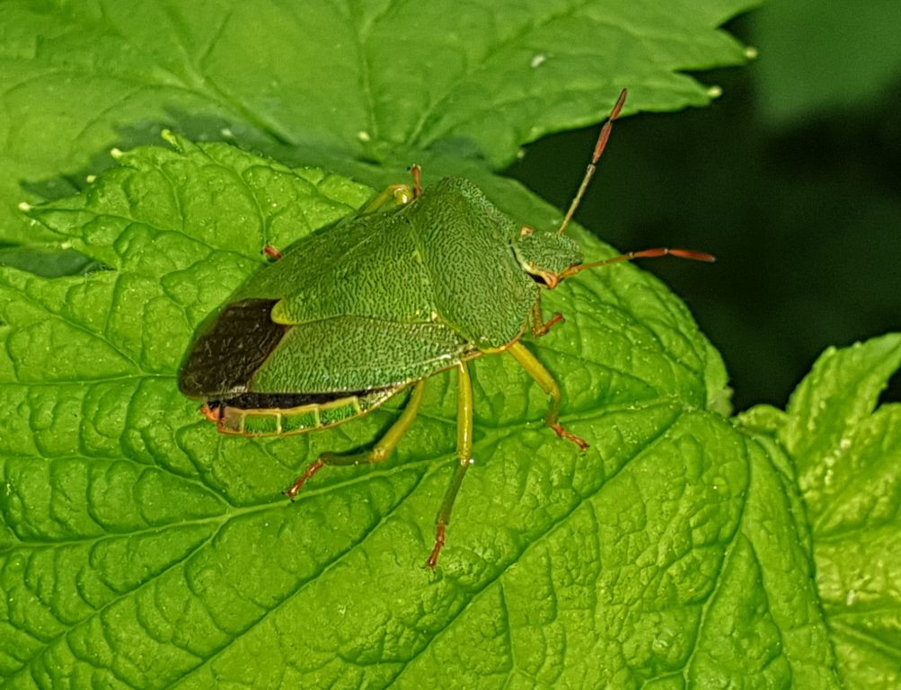 Palomena prasina (Linnaeus, 1761)