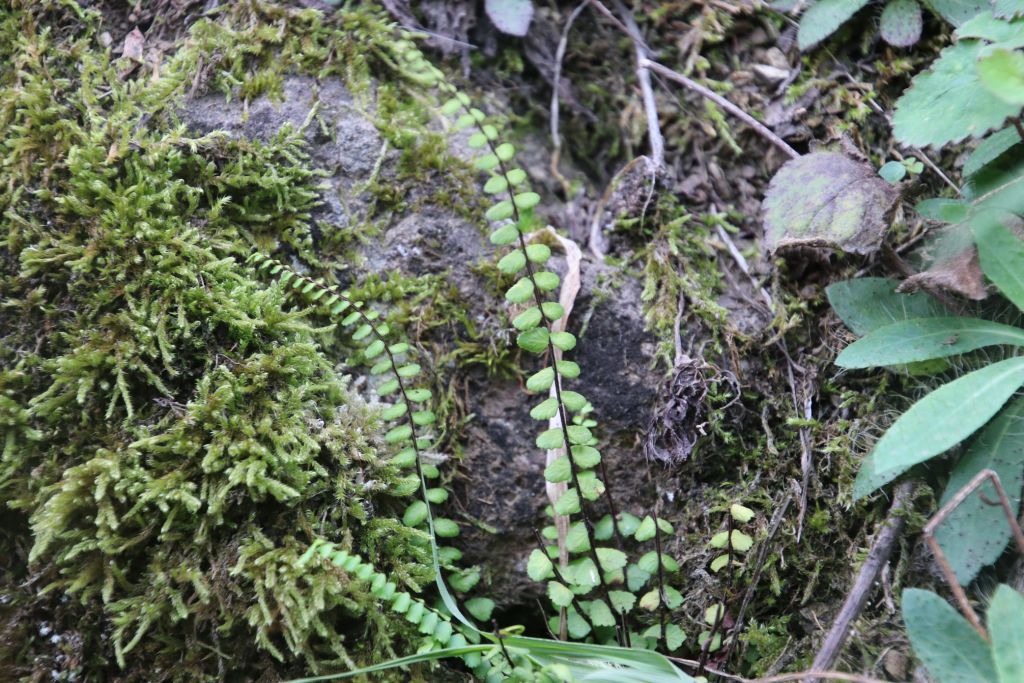Asplenium trichomanes L.