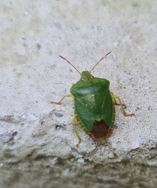 Palomena prasina (Linnaeus, 1761)