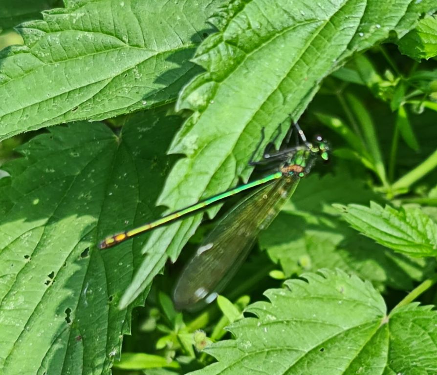 Calopteryx splendens (Harris, 1782)