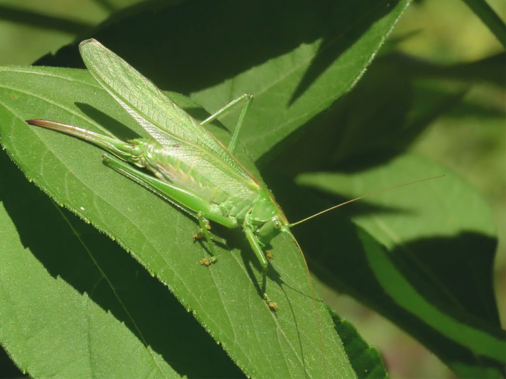 Tettigonia viridissima (Linnaeus, 1758)