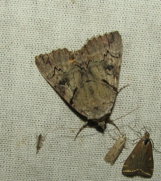 Catocala hymenaea (Denis & Schiffermüller, 1775)