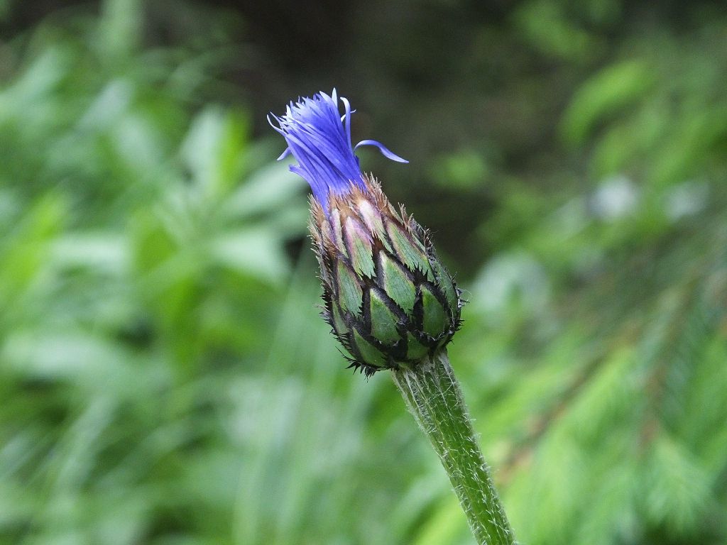 Centaurea maramarosiensis (Jáv.) Czerep.