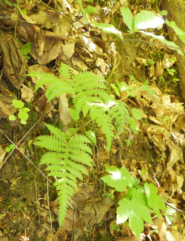 Phegopteris connectilis (Michx.) Watt