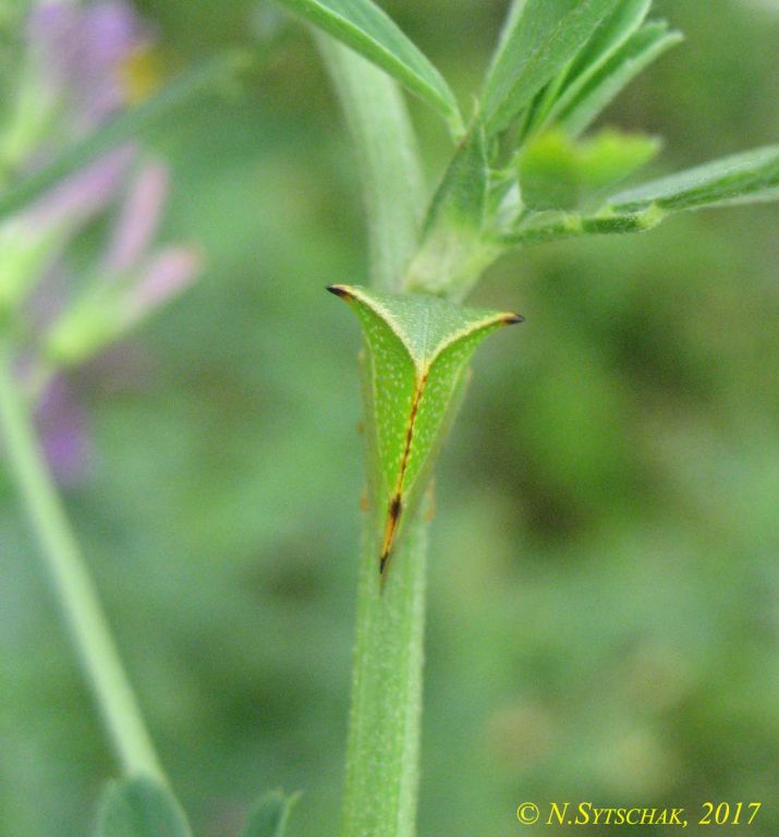 Stictocephala bisonia Kopp & Yonke, 1977