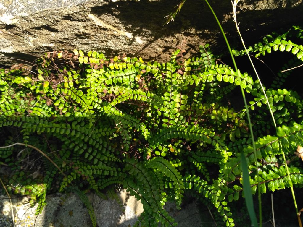 Asplenium trichomanes L.