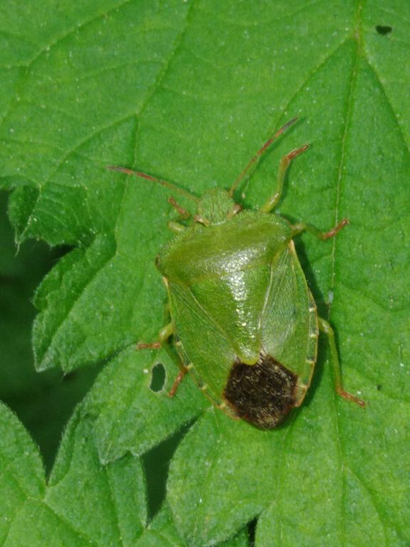 Palomena prasina (Linnaeus, 1761)