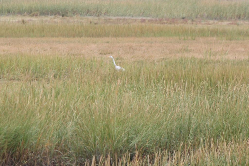 Ardea alba Linnaeus, 1758