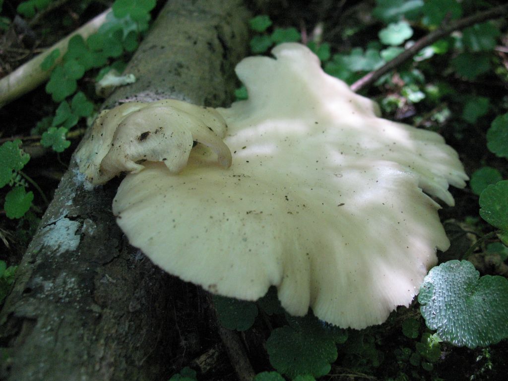 Pleurotus pulmonarius (Fr.) Quél.