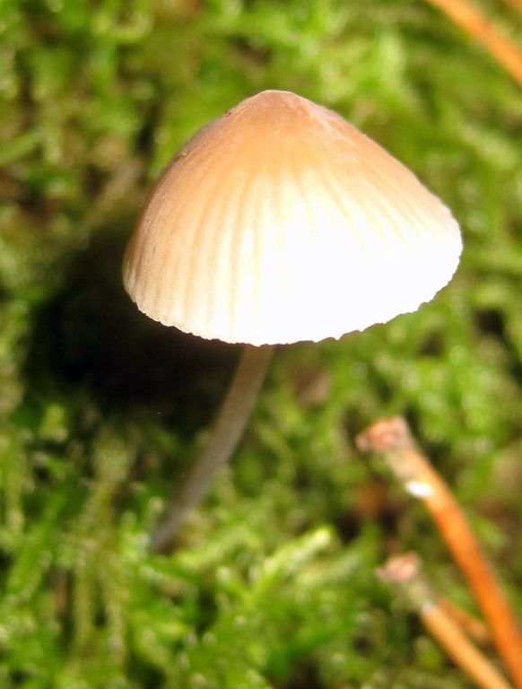 Mycena