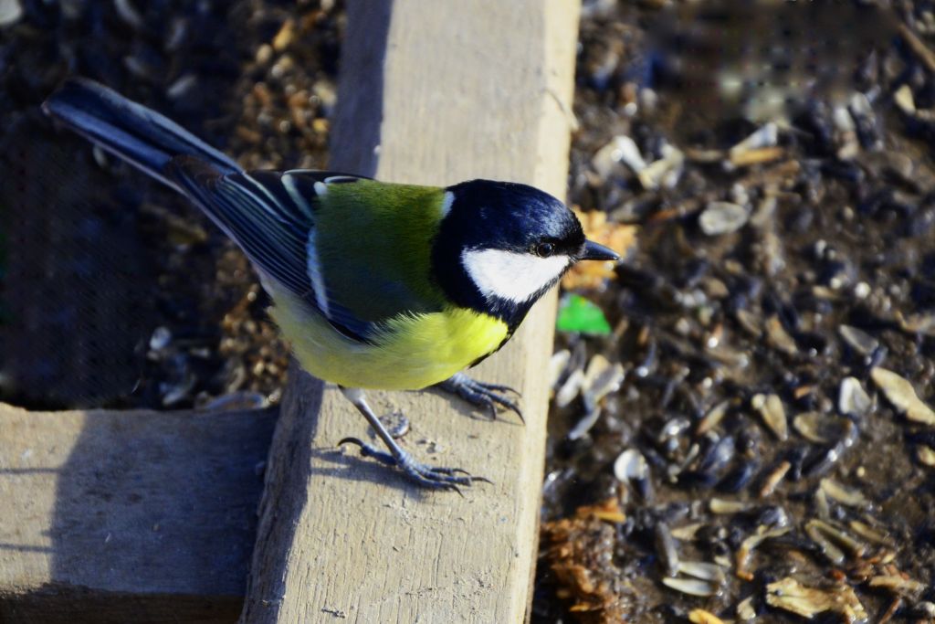 Parus major Linnaeus, 1758