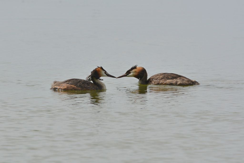 Podiceps cristatus (Linnaeus, 1758)