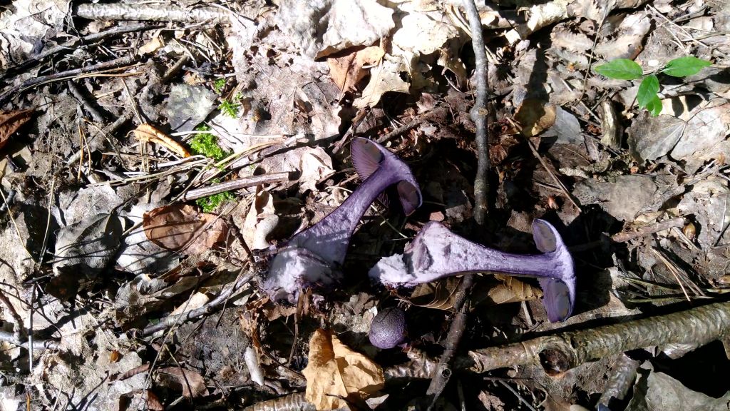 Cortinarius violaceus (L.) Gray