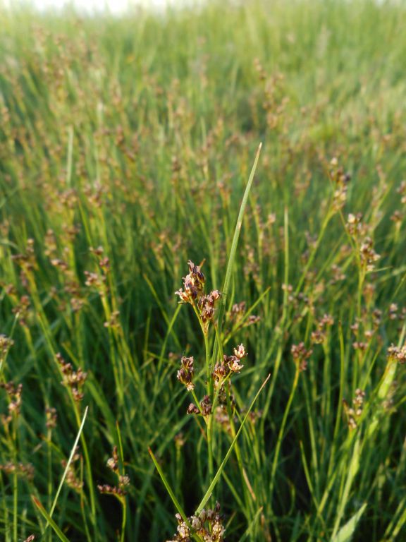 Juncus compressus Jacq.