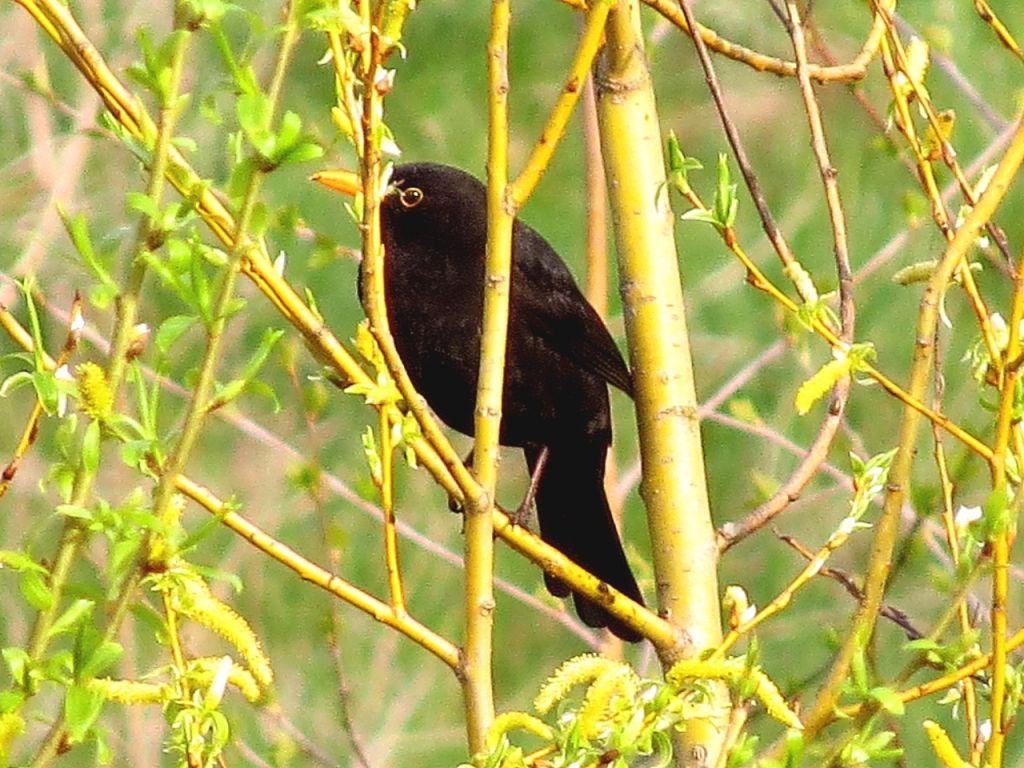 Turdus merula Linnaeus, 1758
