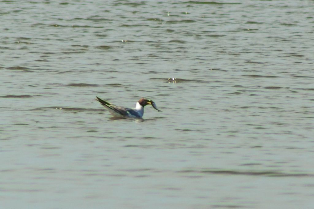 Chroicocephalus ridibundus (Linnaeus, 1766)