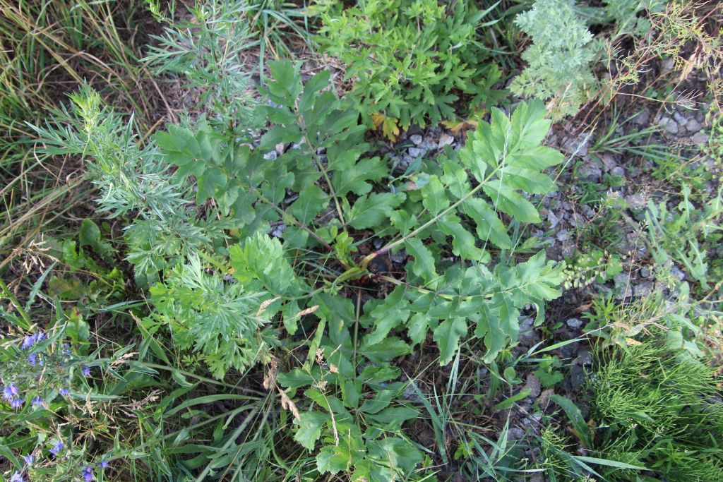 Pastinaca sativa L.